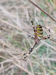 Argiope bruennichi
