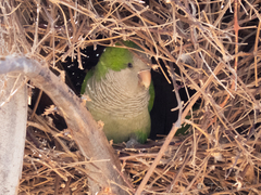 Myiopsitta monachus