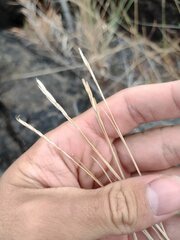 Heteropogon contortus