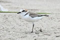 Charadrius dealbatus