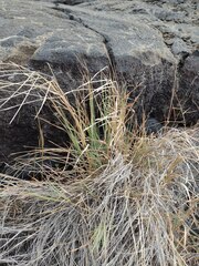 Heteropogon contortus