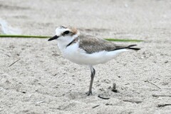 Charadrius dealbatus