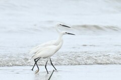 Egretta garzetta