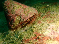 Dardanus setifer