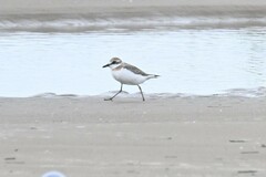 Charadrius dealbatus