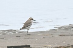 Charadrius dealbatus