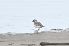 Charadrius dealbatus