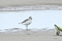 Charadrius dealbatus