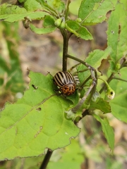 Leptinotarsa decemlineata
