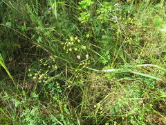 Bupleurum scorzonerifolium