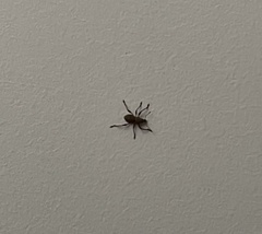 Metapocyrtus adspersus