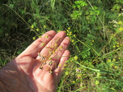 Bupleurum scorzonerifolium