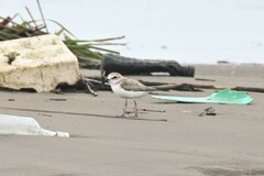 Charadrius dealbatus