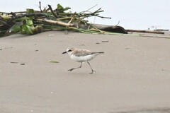 Charadrius dealbatus