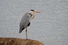 Ardea cinerea cinerea
