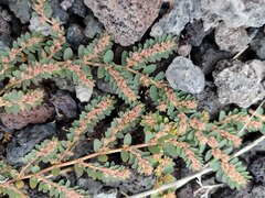 Euphorbia thymifolia