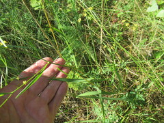 Bupleurum scorzonerifolium