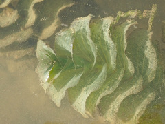 Potamogeton perfoliatus