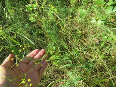 Bupleurum scorzonerifolium