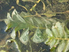 Potamogeton perfoliatus