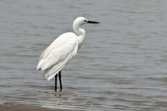 Egretta garzetta