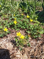 Oxalis dillenii