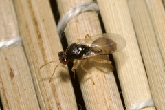 Euplectrus