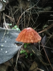 Marasmius siccus