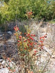 Osyris alba
