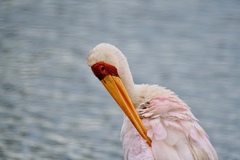 Mycteria ibis