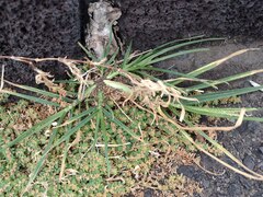 Eleusine indica