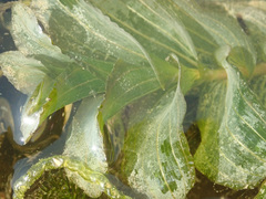 Potamogeton perfoliatus