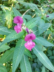 Impatiens glandulifera