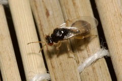 Euplectrus