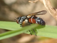 Cylindromyia auriceps