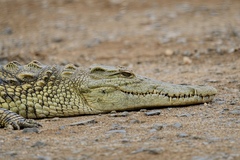Crocodylus niloticus