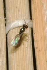 Eulophidae