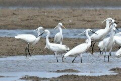 Egretta eulophotes