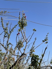 Hibiscus diversifolius rivularis