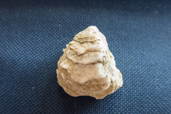 Pseudochama gryphina