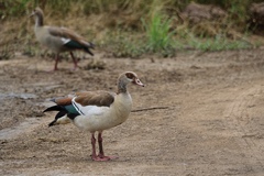 Alopochen aegyptiaca