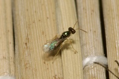Eulophidae