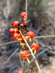 Osyris alba