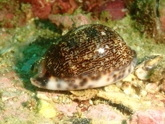 Mauritia arabica