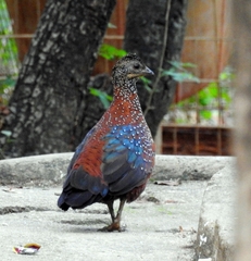 Galloperdix lunulata