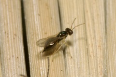 Eulophidae