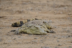 Crocodylus niloticus