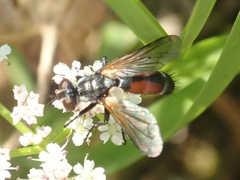 Cylindromyia auriceps