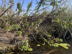 Hibiscus diversifolius rivularis