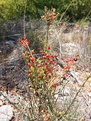 Osyris alba